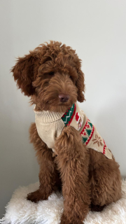 Kerst kaart foto 2025