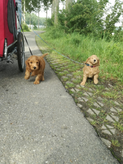 Samen wandelen