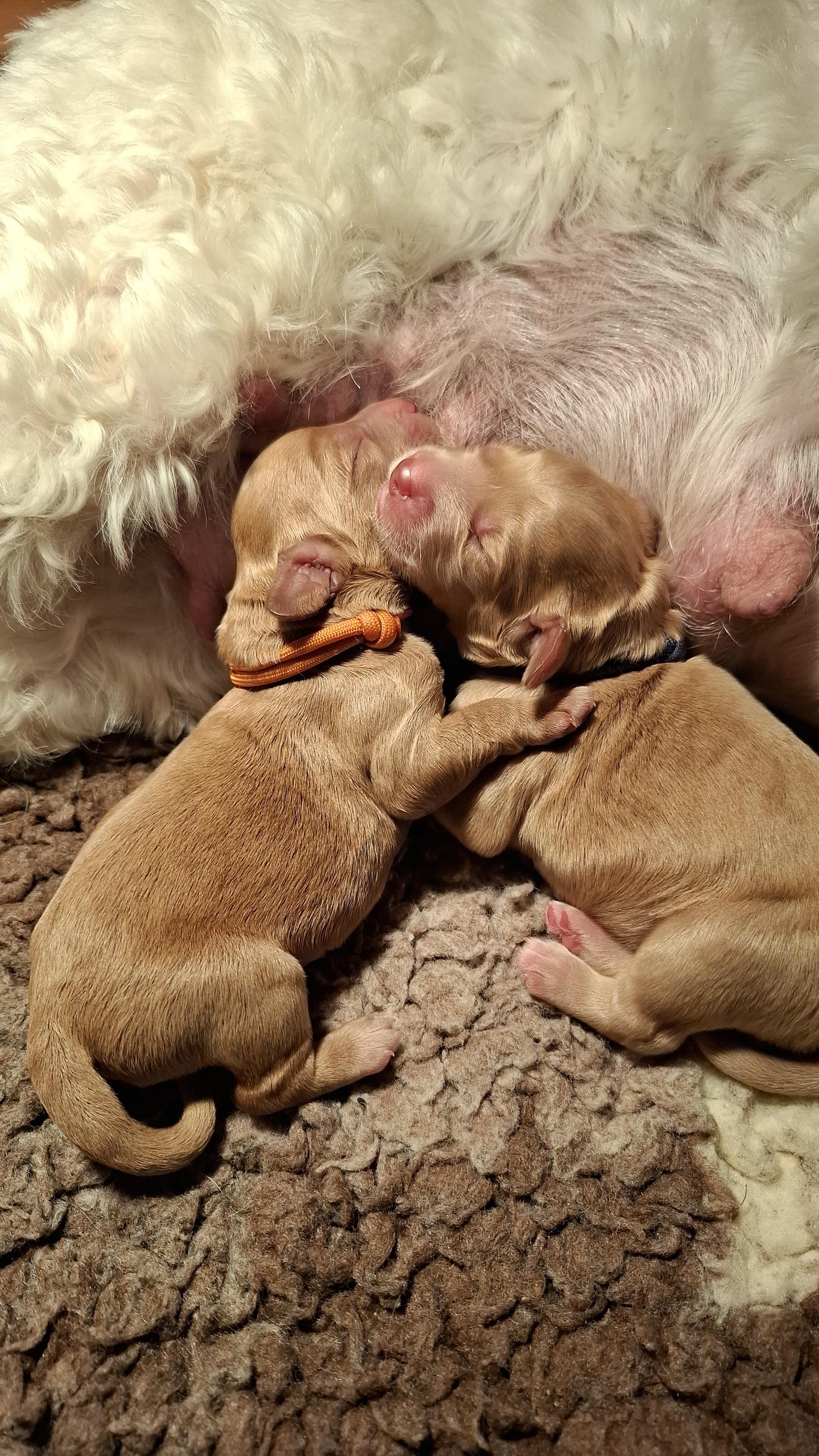 19-03-2026 pups Yindy/Cooper