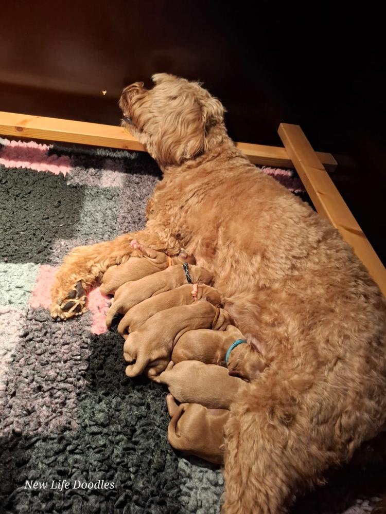 Paaspuppy's Miley en Cooper 6-4-26