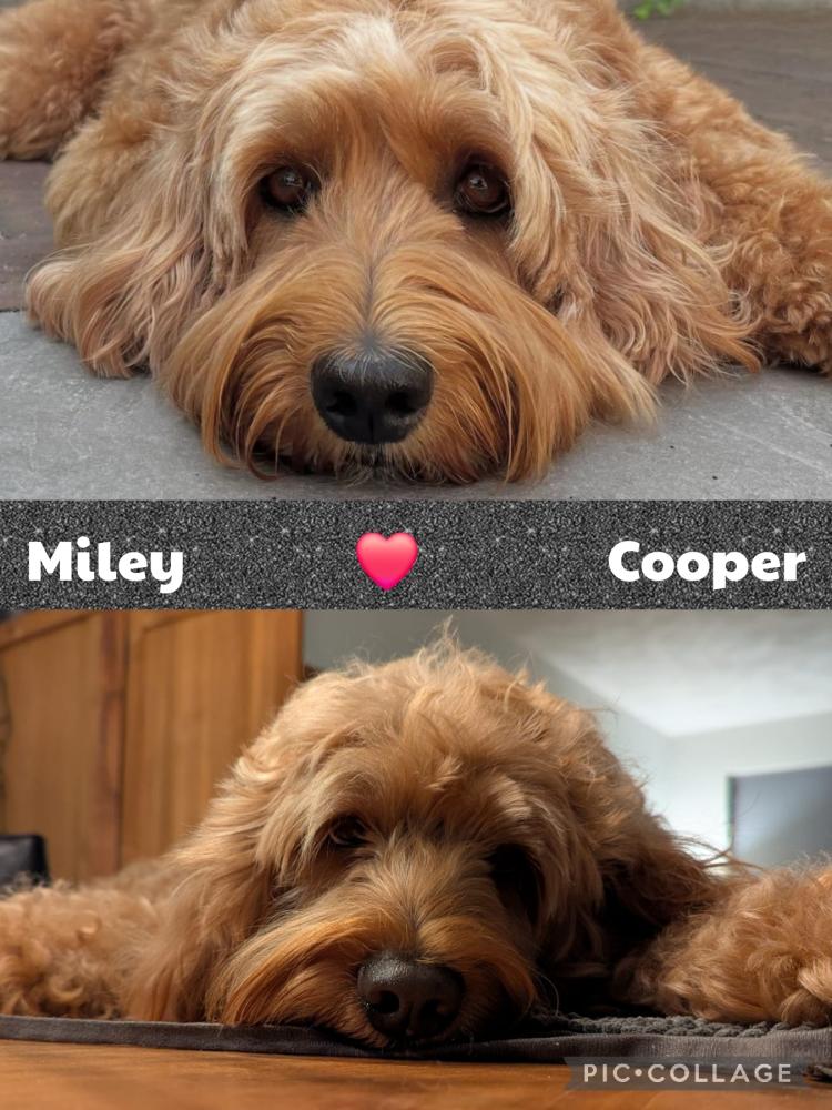 Miley en Cooper