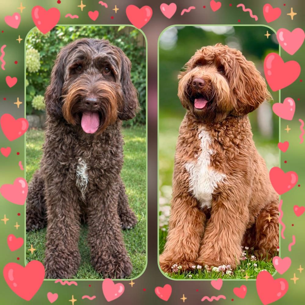 2 verliefde schatten