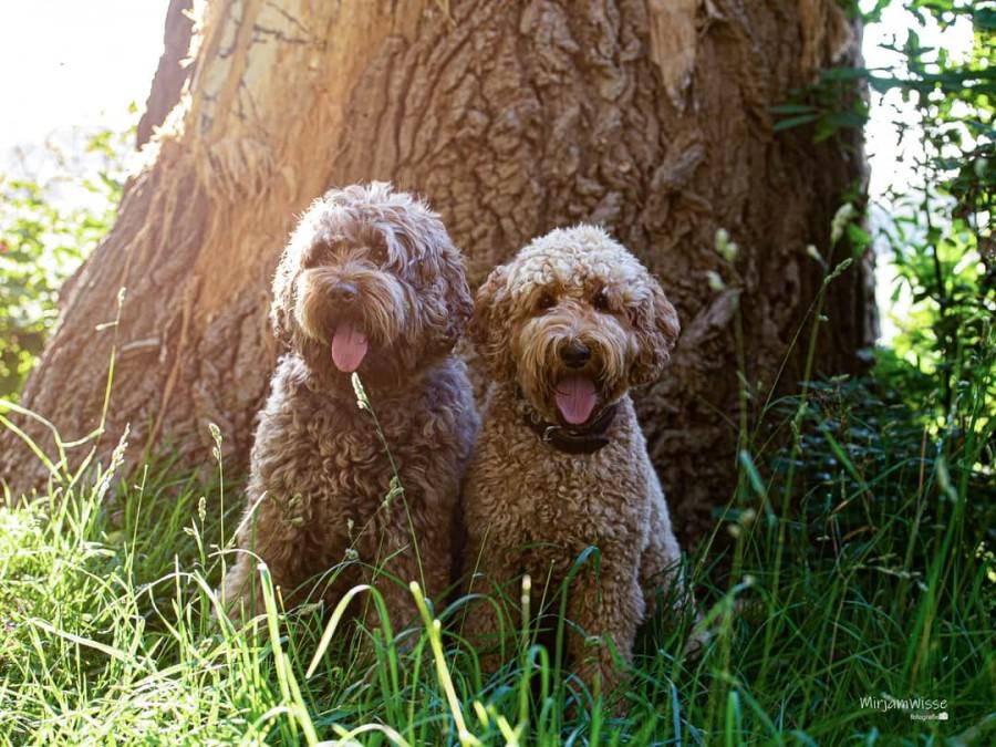 Informatie over de Australian Labradoodle